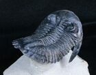 Flying Hollardops Trilobite - Great Preservation #3968-7